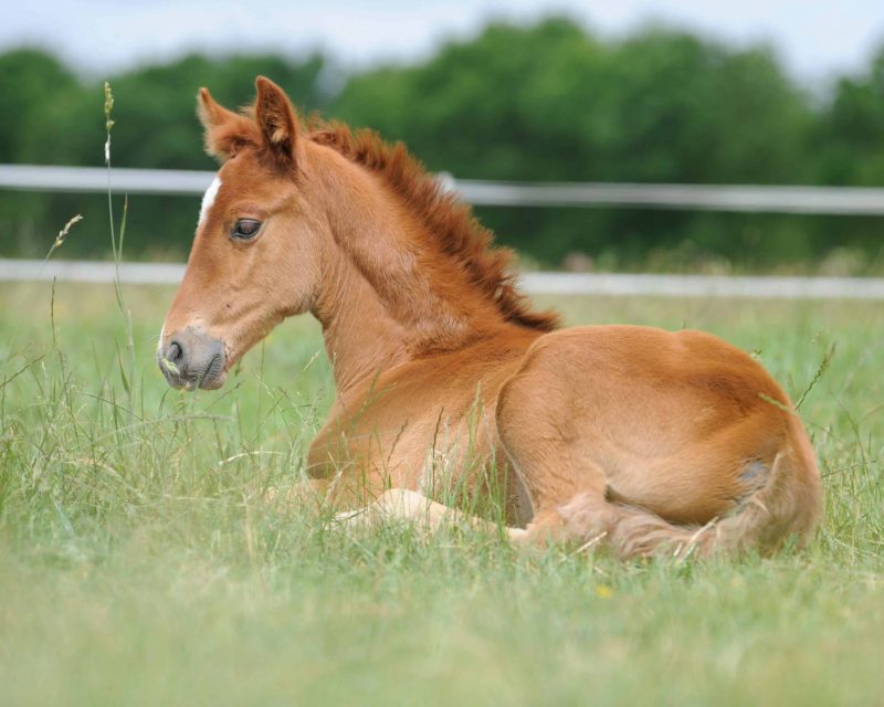 Breeding Program